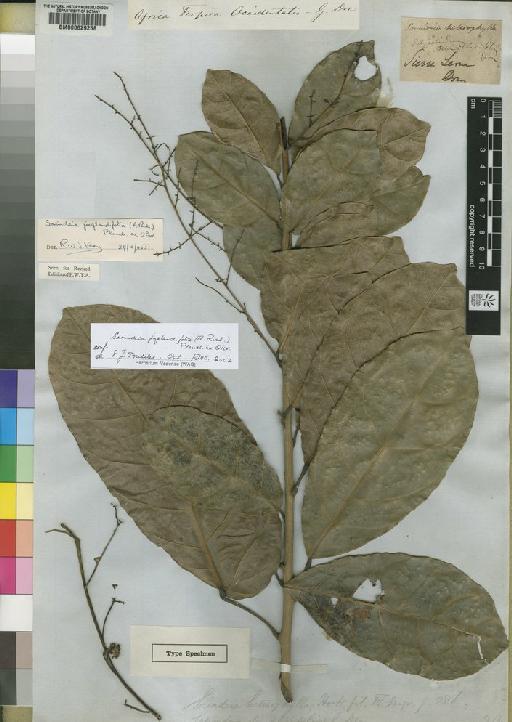 Sorindeia juglandifolia A.Rich. - BM000629258