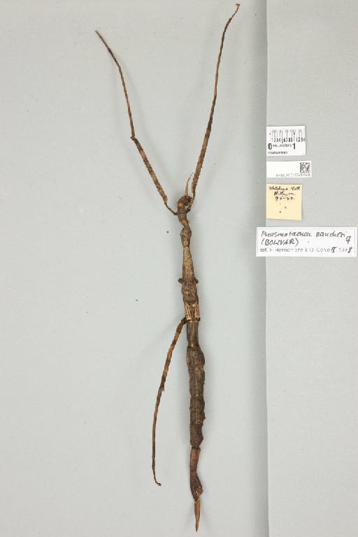 Phasmotaenia sanchezi (Bolívar, 1897) - 012500248_772651_94358