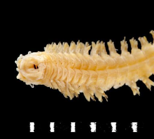 Neanthes flindersi Wilson, 1984 - Polychaete type specimen; Nereidae; 1984.49-51 view 1