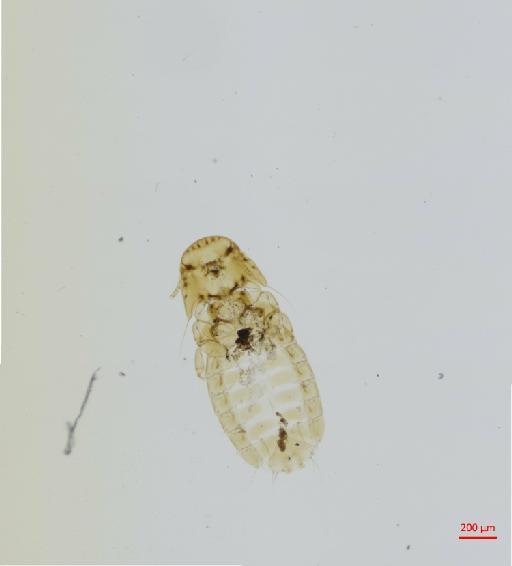 Heptapsogaster lunulata Carriker, 1936 - 010677669__2017_08_08-2-Scene-1-ScanRegion0