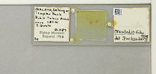 Nemopalpus orientalis (Edwards, 1928) - 015412378_811327_1328670_828698_NoStatus