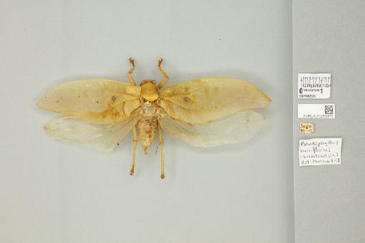 Pseudophyllus neriifolius (Lichtenstein, 1796) - 012499079_72393_93437