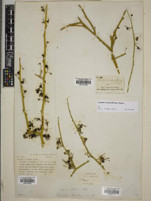 Capparis decidua (Forssk.) Edgew. - BM000802382