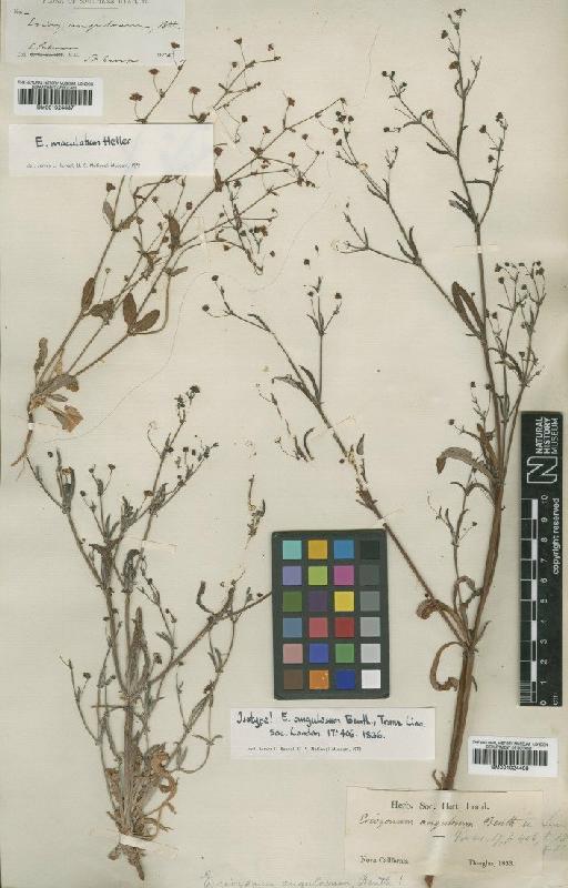 Eriogonum angulosum Benth. - BM001024487