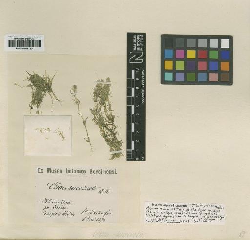 Lamprothamnium succinctum (A.Braun) R.D.Wood - BM000904730