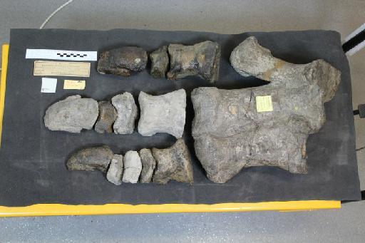 Iguanodon seelyi Hulke, 1882 - 010036218_L010094064