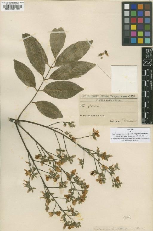 Dahlstedtia muehlbergiana (Hassl.) M.J.Silva & A.M.G.Azevedo - BM000538597