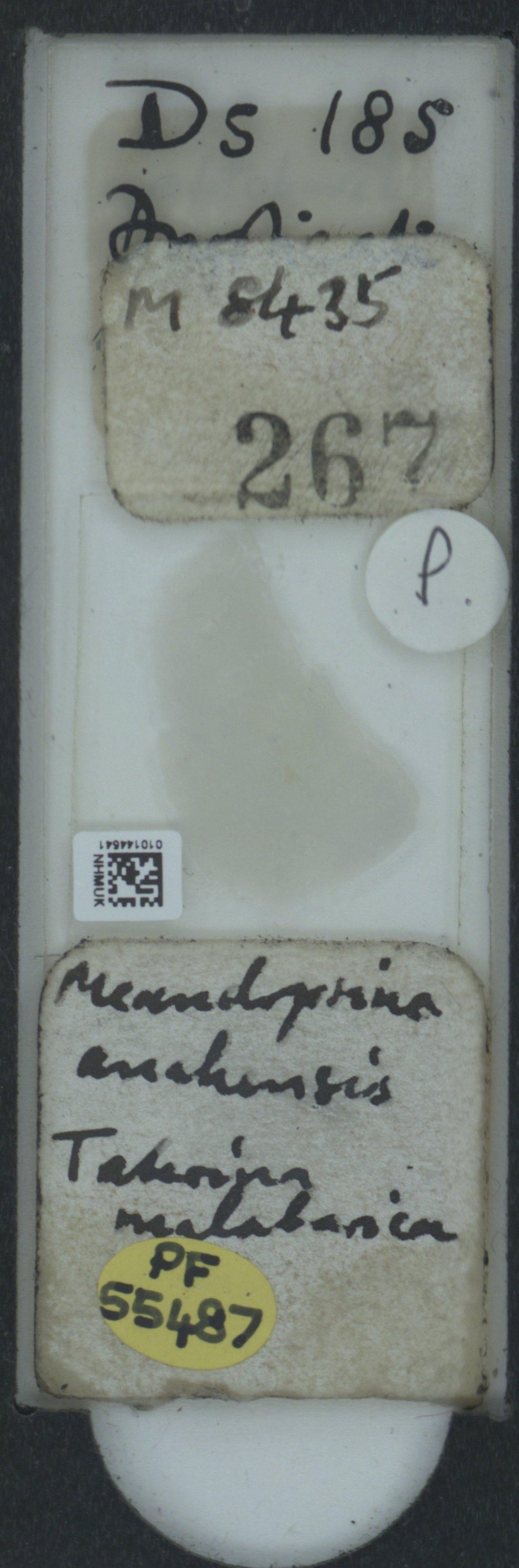 To NHMUK collection (Meandropsina anahensis Henson; NHMUK:ecatalogue:2038584)