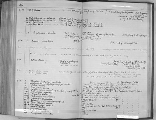 Gobius forsteri Corbin, 1958 - Zoology Accessions Register: Fishes: 1937 - 1960: page 232