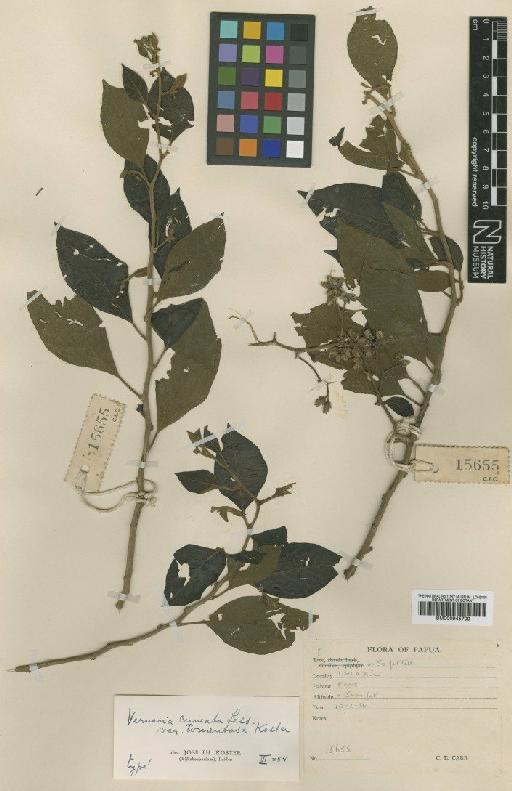 Vernonia cuneata var. tomentosa Koster - BM000945709