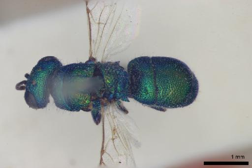 Chrysis sara Nurse, 1904 - 013379411-NHMUK-Chrysis_sara-holotype-female-habitus-dorsal-2_5x