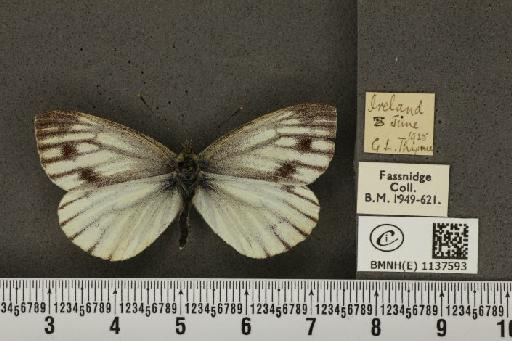 Pieris napi britannica Müller & Kautz, 1939 - BMNHE_1137593_90025