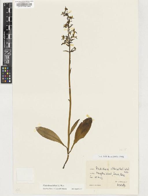 Platanthera bifolia (L.) Rich. - BM000587098