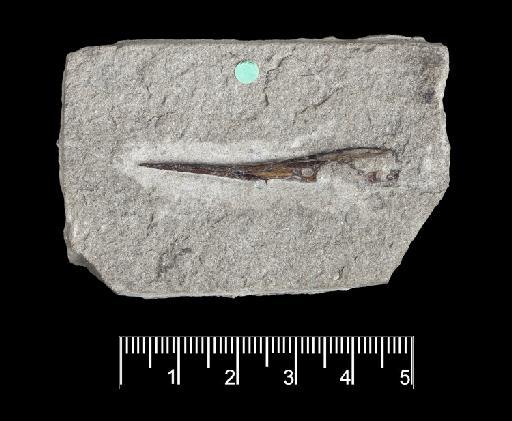 Aspidorhynchus crassus - NHMUK PV OR 39199