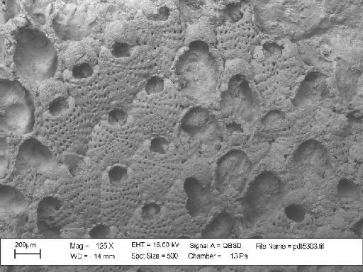 Castanopora dorothyae Taylor & McKinney, 2006 - PI BZ 5191 - Castanopora