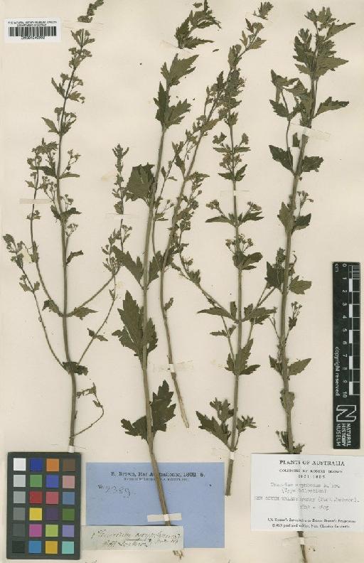 Teucrium corymbosum R.Br. - BM001040992