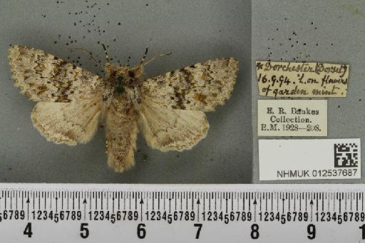 Polymixis flavicincta ab. albescens Warren, 1910 - NHMUK_012537687_646855