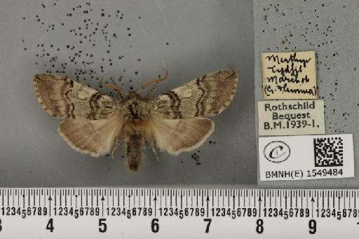 Achlya flavicornis galbanus Tutt, 1891 - BMNHE_1549484_239079