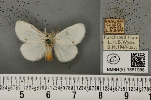 Euproctis similis (Fuessly, 1775) - BMNHE_1561086_253803