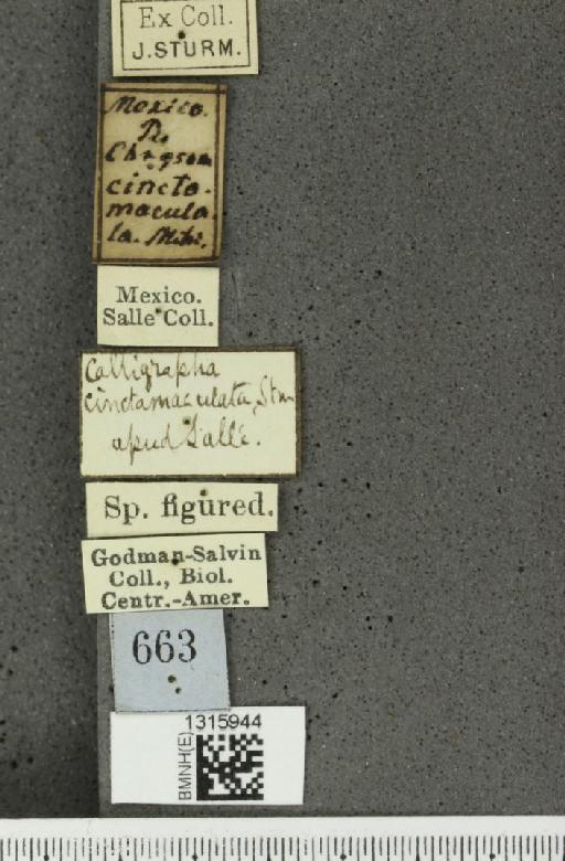 Leptinotarsa zetterstedti Stål, 1859 - BMNHE_1315944_label_15773