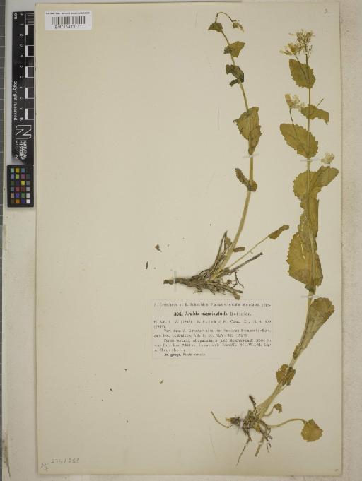 Arabis nepetaefolia - BM013413171