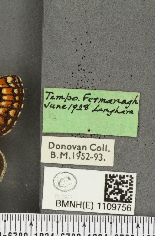 Euphydryas aurinia f. hibernica Birchall, 1873 - BMNHE_1109756_label_51180