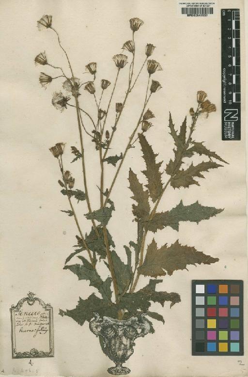 Senecio hieracifolius L. - BM000647057