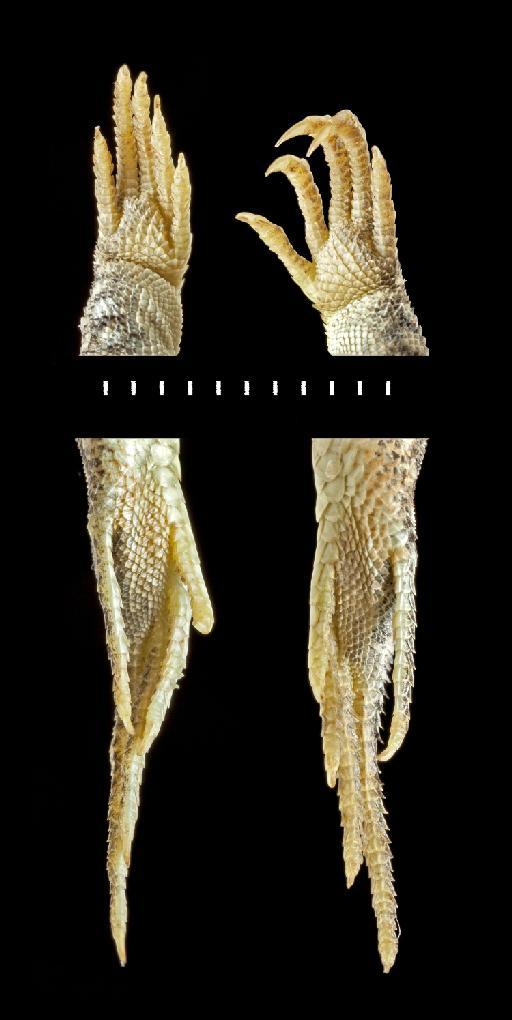 Acanthodactylus pardalis pardalis - BM1970.247_c  Acanthodactylus pardalis pardalis .tif