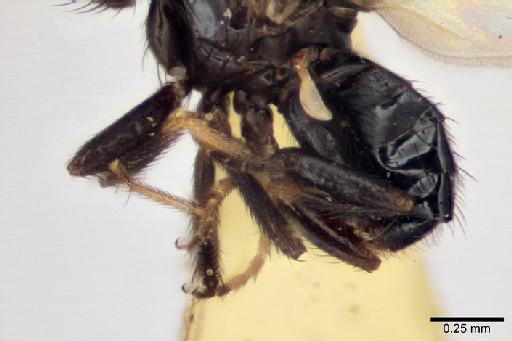 Melanthomyza polita Malloch, 1933 - Melanthomyza_polita_holotype_5