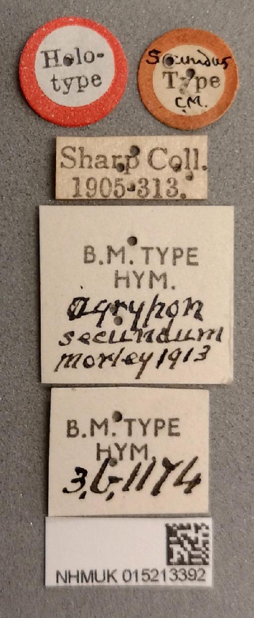 Agrypon secundum Morley, C., 1913 - 015213392_Agrypon_secundum_holotype_labels