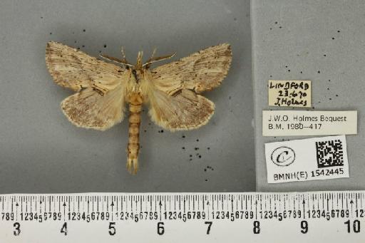 Pterostoma palpina palpina (Clerck, 1759) - BMNHE_1542445_246706
