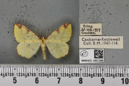 Opisthograptis luteolata ab. ruficosta Lempke, 1951 - BMNHE_1852368_427832