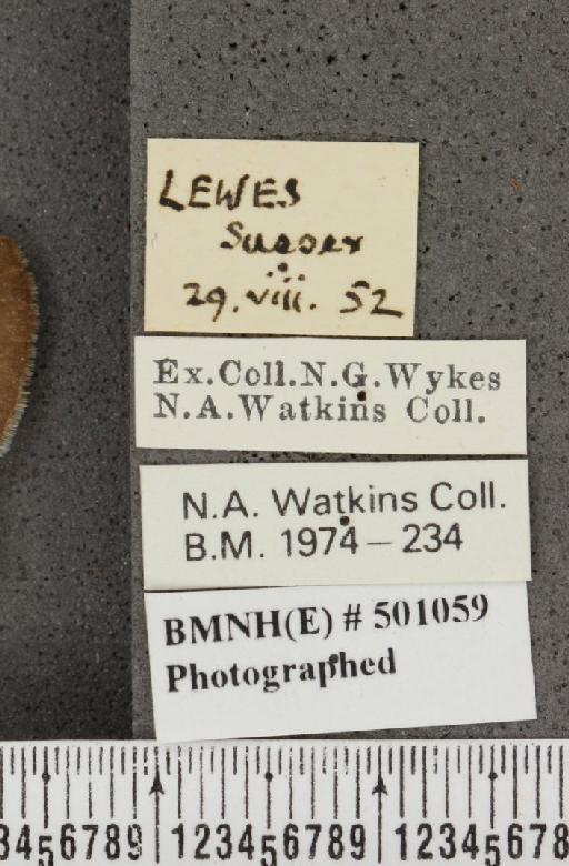 Lampides boeticus (Linnaeus, 1767) - BMNHE_501059_label_167619