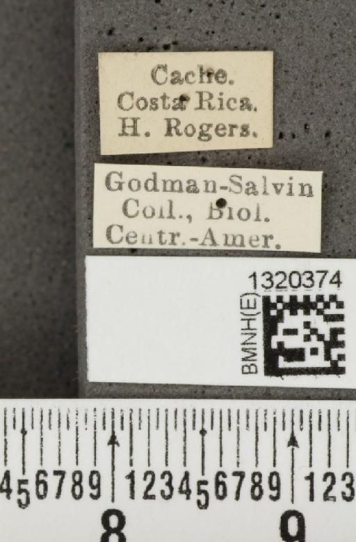 Acalymma coruscum costaricense Bechyné, 1955 - BMNHE_1320374_label_21141