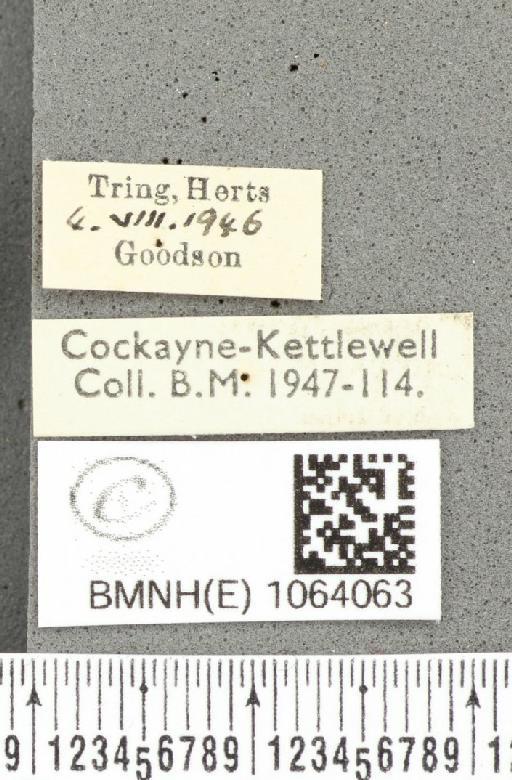 Coenonympha pamphilus ab. latiora Leeds, 1950 - BMNHE_1064063_label_25239