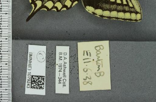 Papilio machaon britannicus Seitz, 1907 - BMNHE_1079243_label_64137