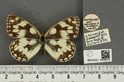 Melanargia galathea serena Verity, 1913 - BMNHE_1069644_35484