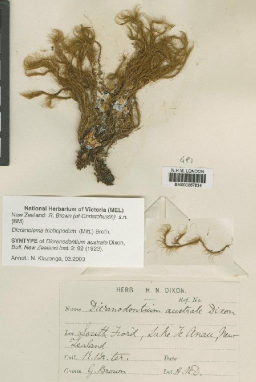 Dicranoloma menziesii (Hook.f. & Wilson) Paris - BM000667834