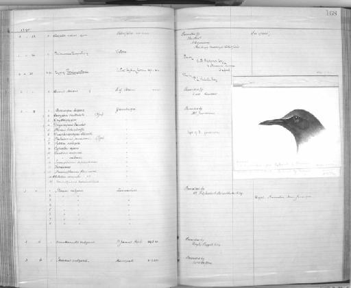 Cossypha bartteloti Shelley, 1890 - Zoology Accessions Register: Aves (Skins): 1888 -1892: page 168