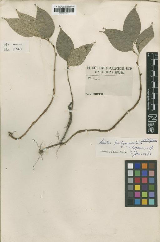 Smilax pachysandroides T.Koyama - BM000958222