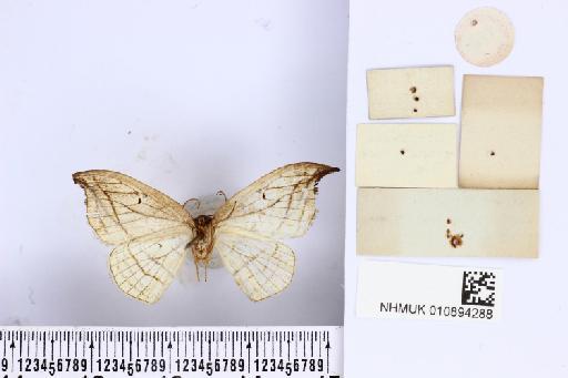 Drepana acuminata Leech, 1890 - NHMUK010894288_D_acuminata_T_ventral_and_labels