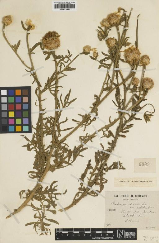 Centaurea alba subsp. deusta (Ten.) Nyman - BM001043294