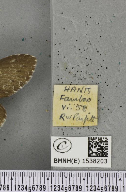 Stauropus fagi fagi (Linnaeus, 1758) - BMNHE_1538203_label_242773