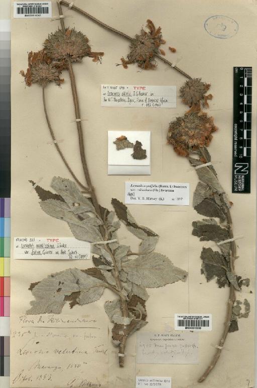 Leonotis ocymifolia var. raineriana (Vis) Iwarsson - BM000910243