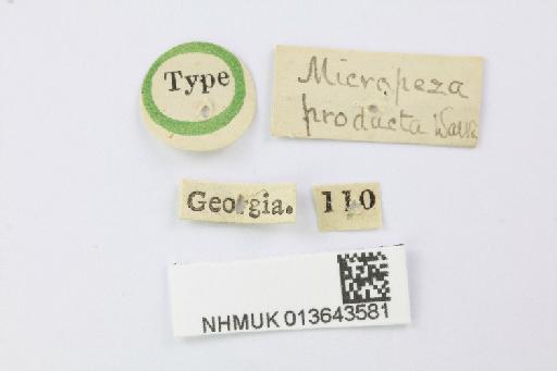 Micropeza producta Walker & Walker, 1849 - Micropeza producta labels