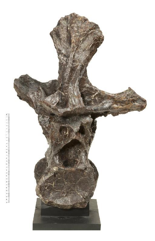 Ornithopsis hulkei Seeley, 1870 - R88-R89-MG_0832