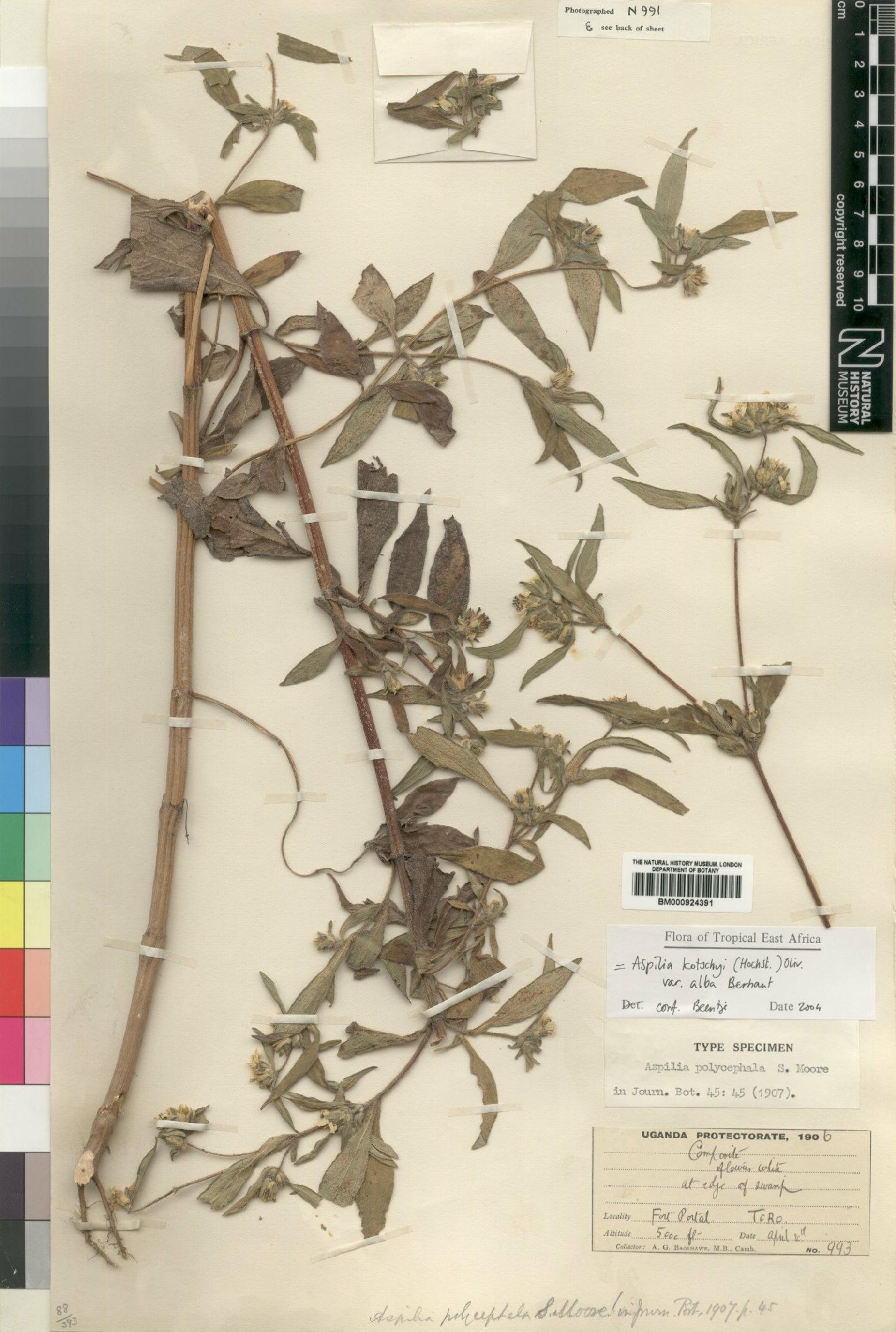 To NHMUK collection (Aspilia kotschyi var. alba Berhaut; Type; NHMUK:ecatalogue:4529419)