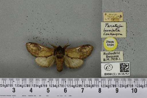 Notodonta ziczac ab. lunata Cockayne, 1951 - BMNHE_1638757_244691