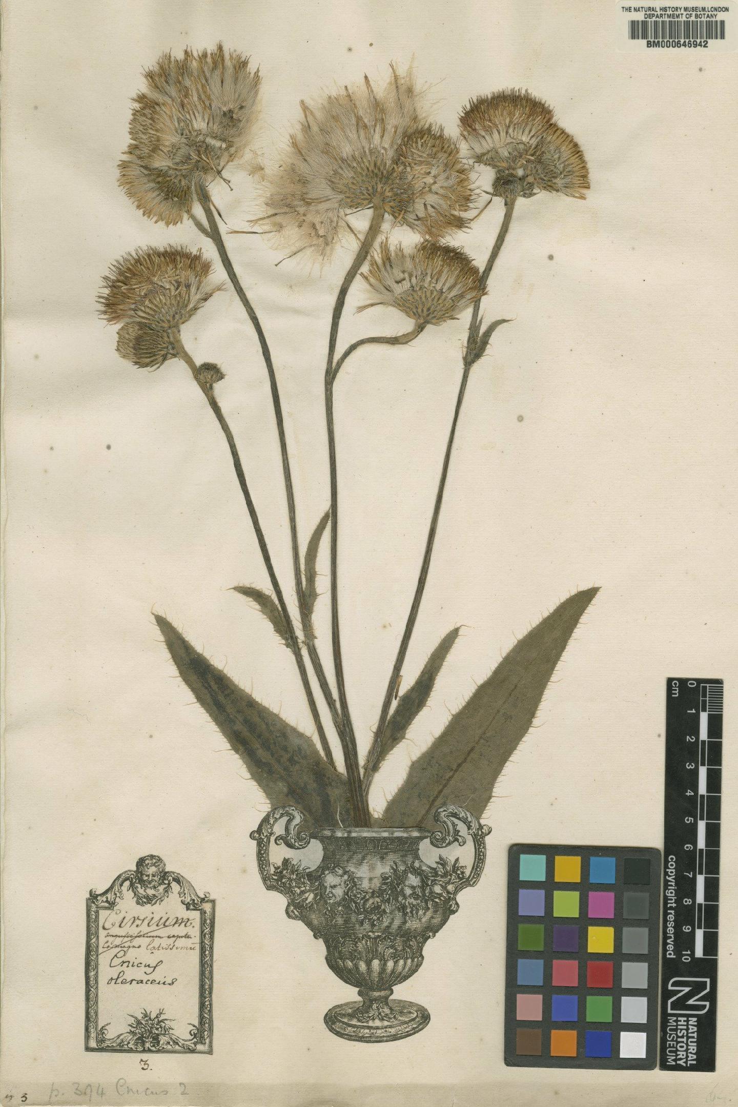 To NHMUK collection (Cnicus oleraceus L.; Original material; NHMUK:ecatalogue:4702030)