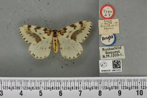 Abraxas grossulariata ab. lilacifasciata Cockayne, 1949 - BMNHE_1861169_417672